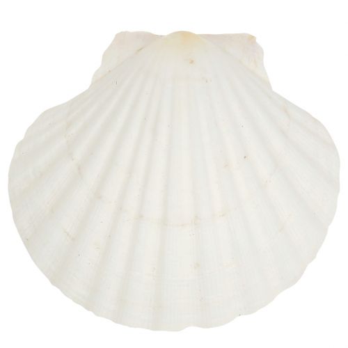 Floristik24 Šukutė Balta 15 vnt