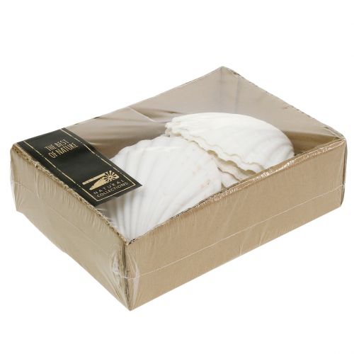 Floristik24 Šukutė Balta 15 vnt