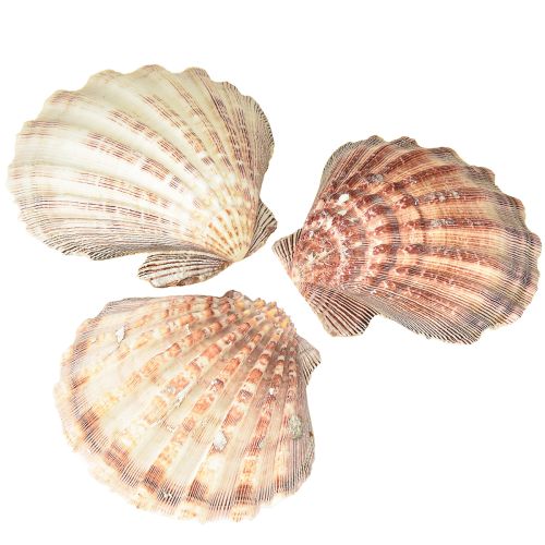 Tikros šukutės natūralios – jūrinio skonio natūralios 1 kg