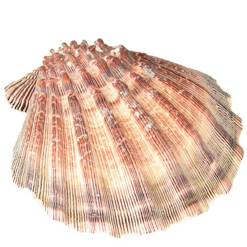 daiktų Tikros šukutės natūralios – jūrinio skonio natūralios 1 kg