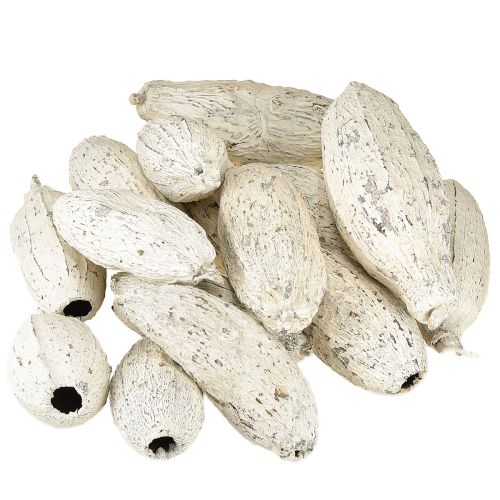 daiktų Kakavos ankštys, nubalintos, 15 vnt.