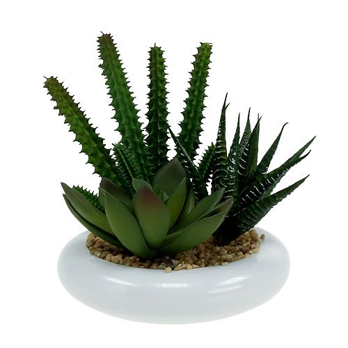 Floristik24 Kaktusai vazone Ø12cm 1 vnt