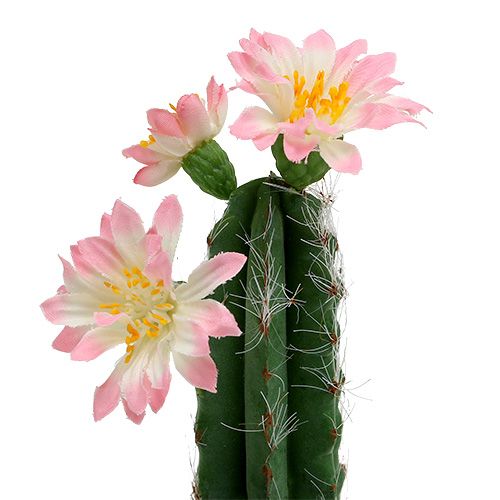Floristik24 Kaktusas vazonėlyje su žiedais rožinės spalvos H 21cm