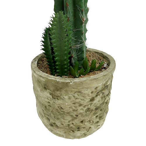 Floristik24 Kaktusas vazonėlyje su žiedais rožinės spalvos H 21cm