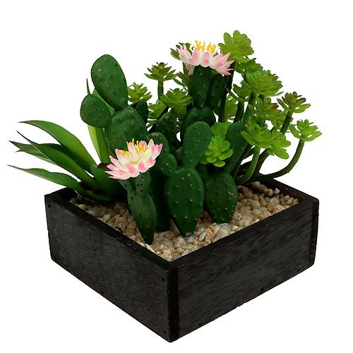 Floristik24 Kaktusas su gėle 14cm medinėje dėžutėje