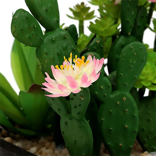 Floristik24 Kaktusas su gėle 14cm medinėje dėžutėje