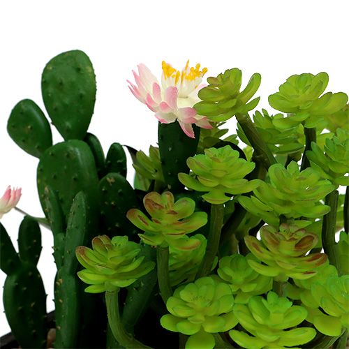 Floristik24 Kaktusas su gėle 14cm medinėje dėžutėje