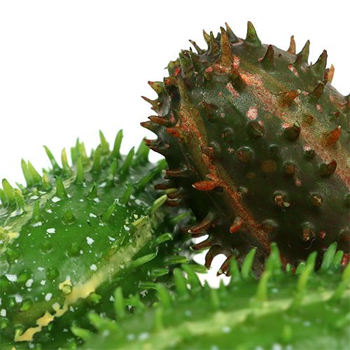 Floristik24 Opuncija 5cm žaliai ruda 6vnt