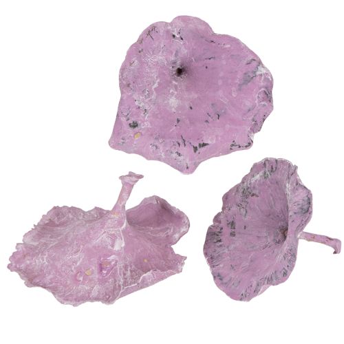 daiktų Kalix grybai violetiniai, baltai nuplauti, 100 vnt.