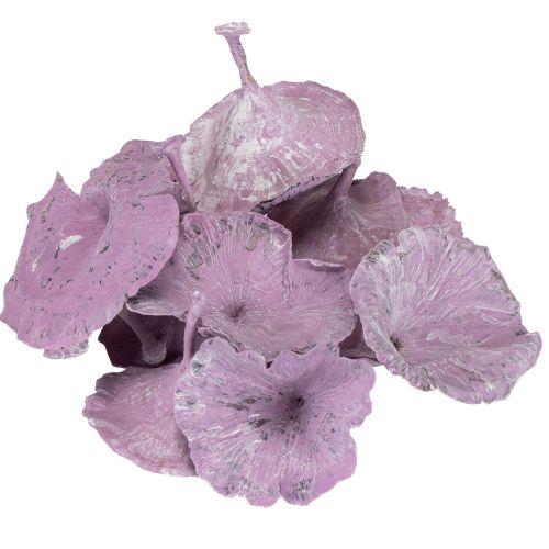 daiktų Kalix grybai violetiniai, baltai nuplauti, 100 vnt.
