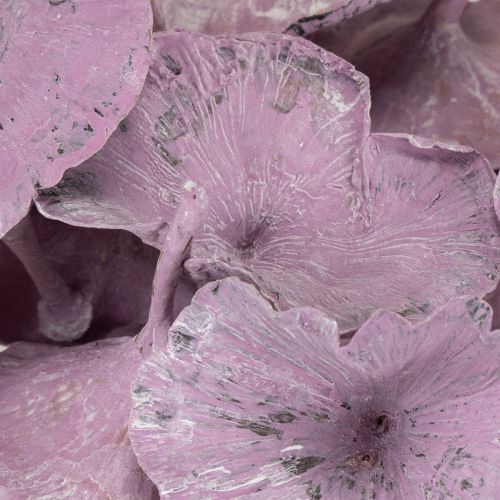 daiktų Kalix grybai violetiniai, baltai nuplauti, 100 vnt.
