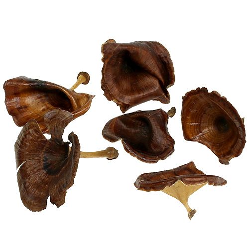 Floristik24 Kalix Mushroom Natural Lacquered 100 vnt