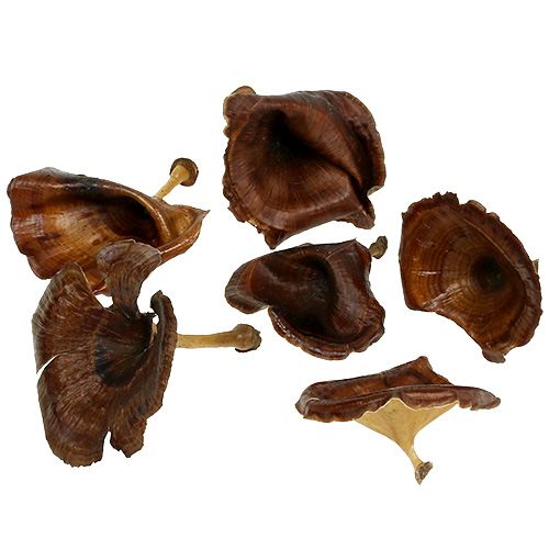 Floristik24 Kalix Mushroom Natural Painted 100vnt