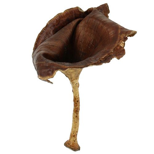 daiktų Kalix Mushroom Natural Lacquered 100 vnt