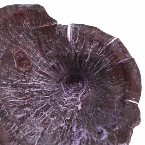 Kalix grybas violetinis, baltas išplauti 100vnt