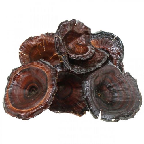daiktų Kalix Mushroom Natūralūs lakuoti sausi grybai Dekoracija Didelis 50 vnt