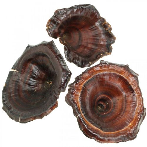 daiktų Kalix Mushroom Natūralūs lakuoti sausi grybai Dekoracija Didelis 50 vnt