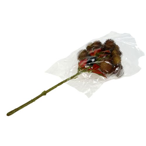 Floristik24 Kaštoninė ruda 32cm