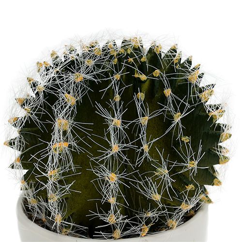 Floristik24 Kaktusas vazonėlyje Žalias 14cm
