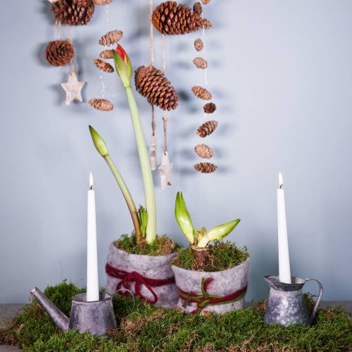 Floristik24 Žvakidė ąsotis senovinė išvaizda H12/9cm 2vnt