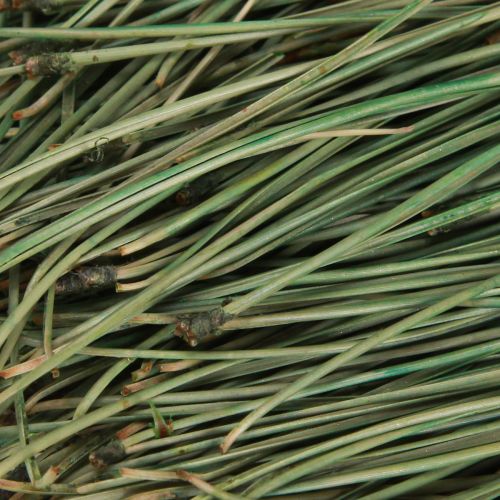 Floristik24 Pušies spyglių žalios craft reikmenys Kalėdinės 50g 3vnt