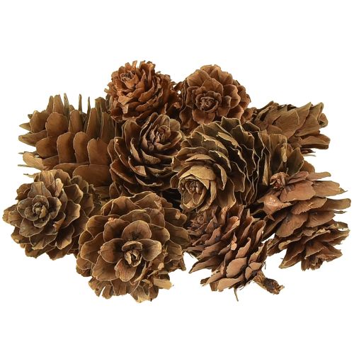 Pušies kankorėžiai, natūralūs maži kankorėžių papuošimai tinklelyje 2,5-3,5 cm 300 g