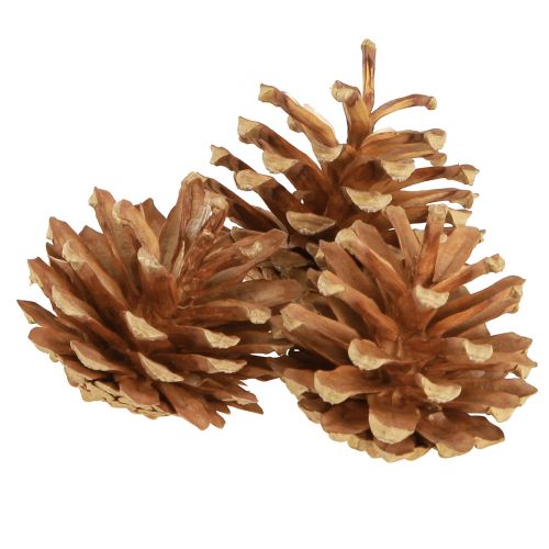 daiktų Kankorėžiai Paprastoji pušis Pinus sylvestris H3–5cm 1kg