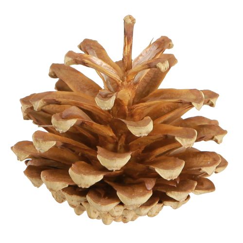 daiktų Kankorėžiai Paprastoji pušis Pinus sylvestris H3–5cm 1kg