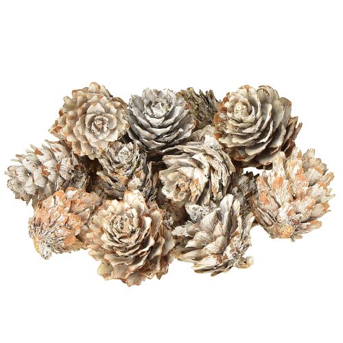 Floristik24 Baltinti pušies kankorėžiai, mažų kankorėžių dekoracija tinklelyje, 2,5-3,5 cm, 500 g