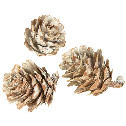 daiktų Baltinti pušies kankorėžiai, mažų kankorėžių dekoracija tinklelyje, 2,5-3,5 cm, 500 g