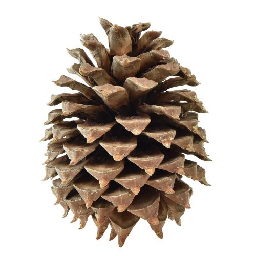 daiktų Kankorėžiai Coulter pušis natural Ø13cm H18cm 1 vnt