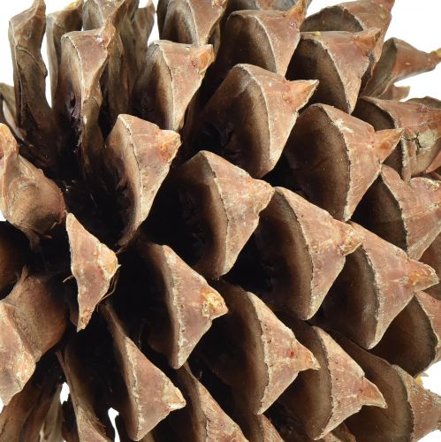 daiktų Kankorėžiai Coulter pušis natural Ø13cm H18cm 1 vnt