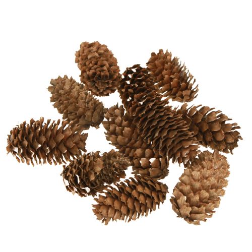 Floristik24 Maži dekoratyviniai natūralūs cūgos kankorėžiai Advent 3-4cm 100g