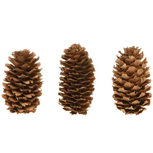 Floristik24 Maži dekoratyviniai natūralūs cūgos kankorėžiai Advent 3-4cm 100g