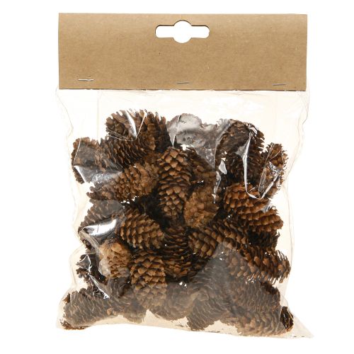 Floristik24 Maži dekoratyviniai natūralūs cūgos kankorėžiai Advent 3-4cm 100g