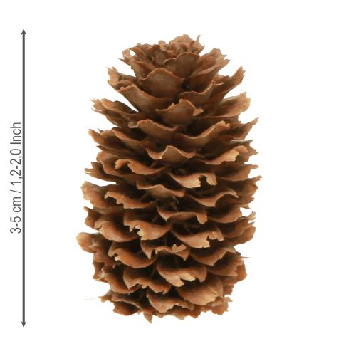 daiktų Maži dekoratyviniai natūralūs cūgos kankorėžiai Advent 3-4cm 100g