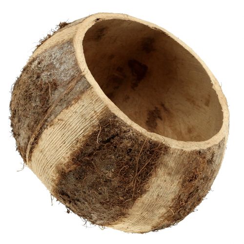 daiktų Natūralus kokoso kevalas 5vnt