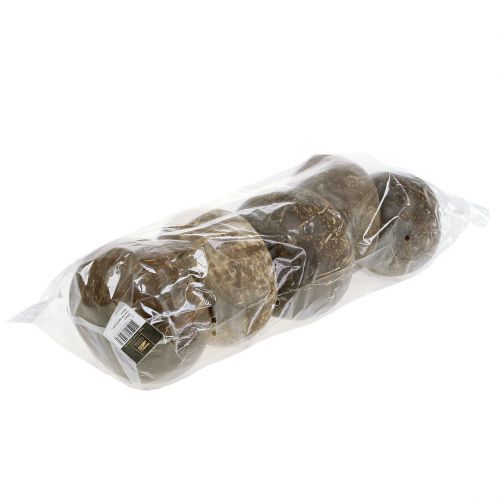 Floristik24 Kokoso kevalai poliruoti natūralūs 5 vnt