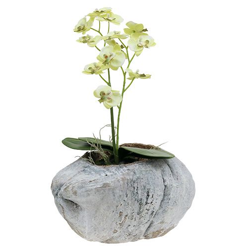 Floristik24 Kokosas sodinimui Baltas 16cm x 22cm H14cm