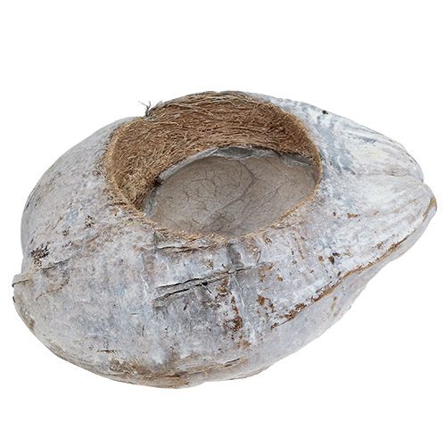Floristik24 Kokosas sodinimui Baltas 16cm x 22cm H14cm
