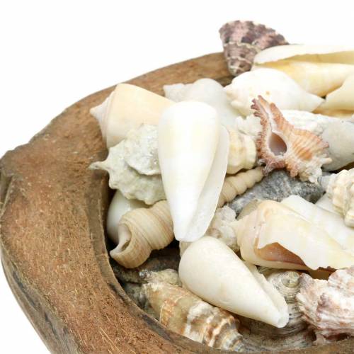 Floristik24 Pietų jūros puošmena kokosas su midijomis 20cm 250g