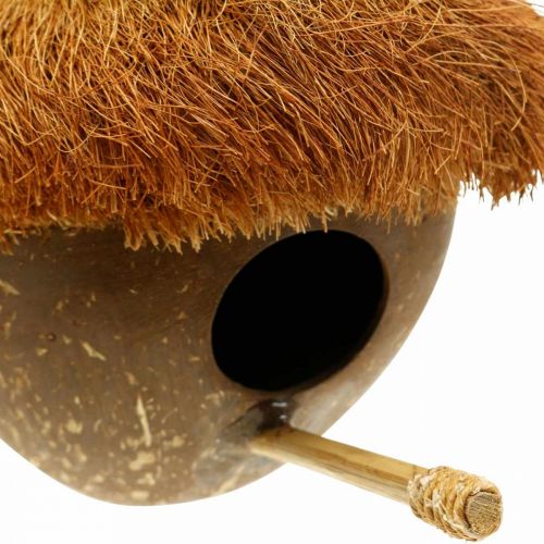 Floristik24 Kokosas kaip inkilas, paukščių namelis pakabinti, kokoso puošmena Ø16cm L46cm