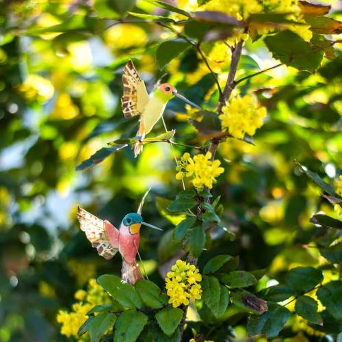 Floristik24 Kolibris su viela 5,5cm L22cm asorti 12vnt