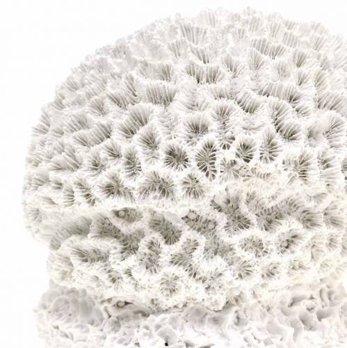 Floristik24 Maritime Deco Coral Plaster Baltas Ø10cm 2vnt