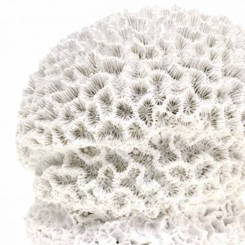 daiktų Maritime Deco Coral Plaster Baltas Ø10cm 2vnt