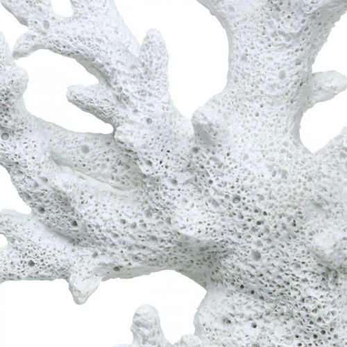 Floristik24 Jūrinė dekoracija koralų balta vasaros dekoracija 14,5×14,5cm
