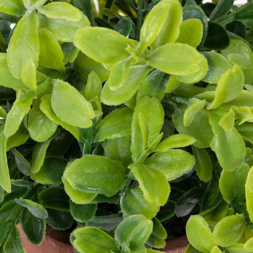 daiktų Dirbtinis augalas vazone su realistiška tekstūra, skirtas naudoti patalpose ir dekoravimui, 18 cm, 3 dalys