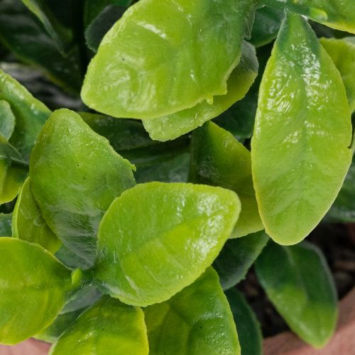 daiktų Dirbtinis augalas vazone su realistiška tekstūra, skirtas naudoti patalpose ir dekoravimui, 18 cm, 3 dalys