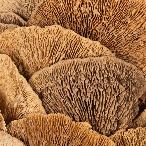 Medžių grybų vainikas, natūralios spalvos, durų ar sienų dekoravimui, 37 cm | Floristik24.lt