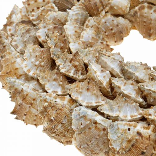 Floristik24 Deco vainikas sraigės Jūrinės dekoracijos durų vainikas jūros sraigės Ø25cm